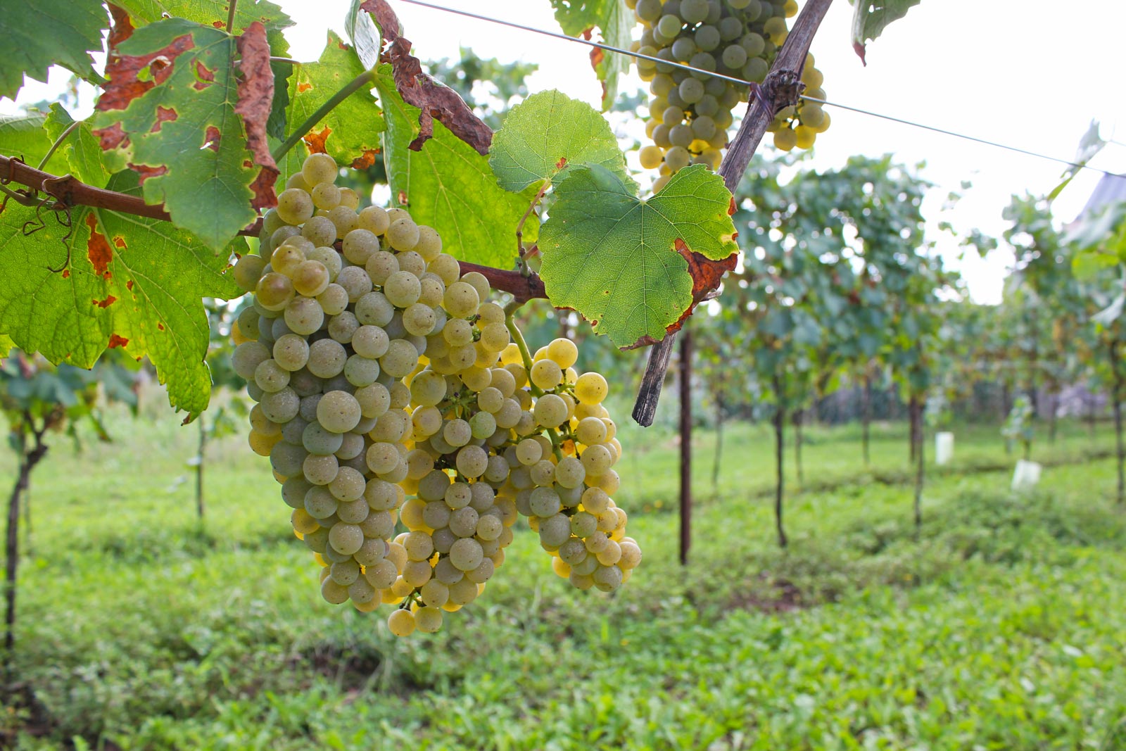 Tenutefosca vigne bianco