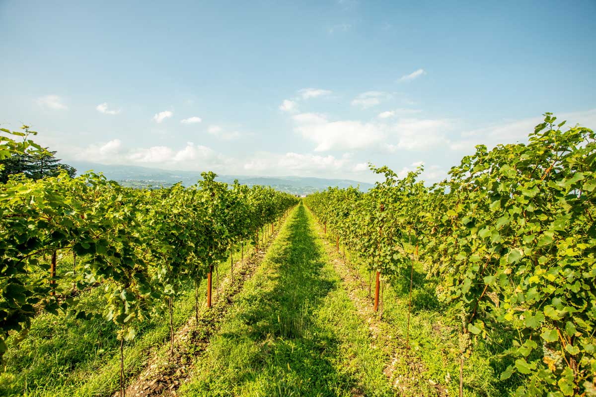 Tenutefosca vigne bianco