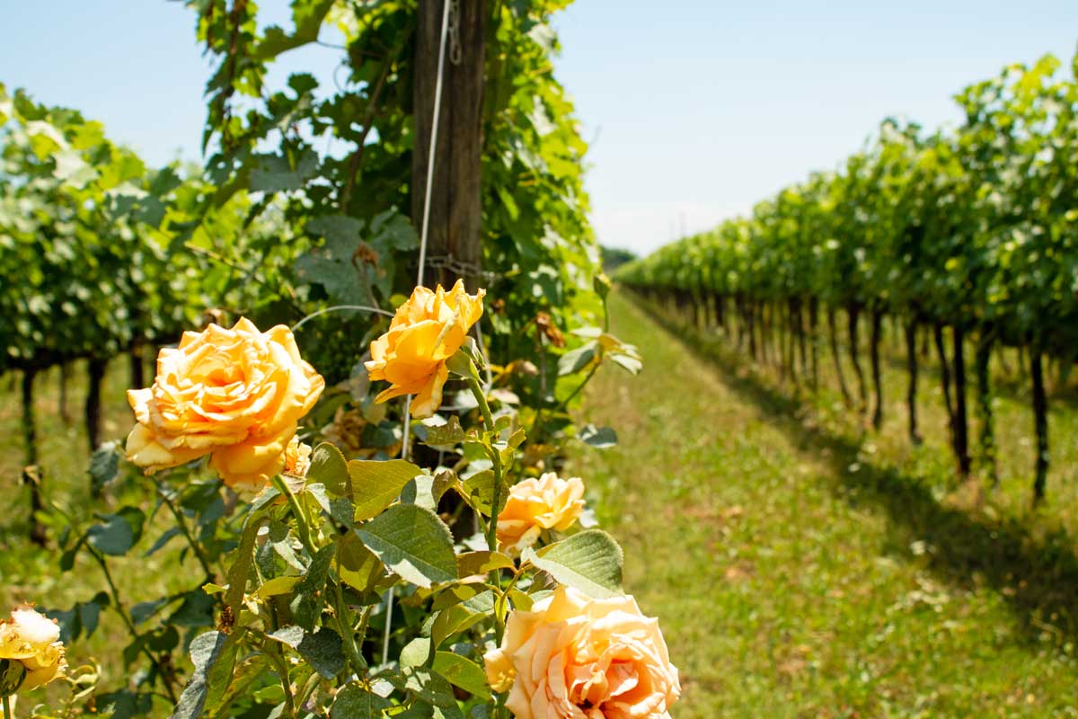 Tenutefosca rose vigne