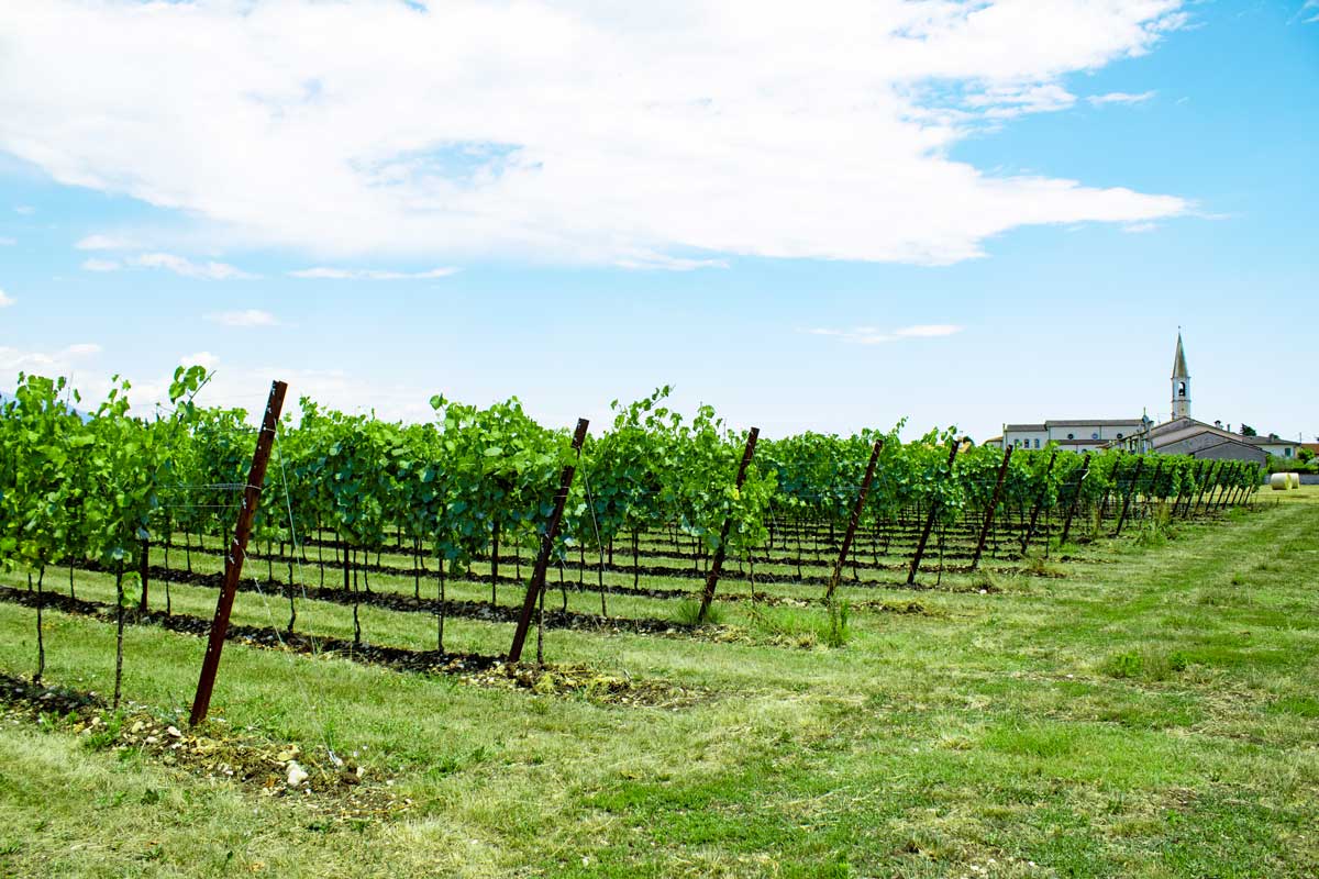 Tenutefosca vigne Maragnole