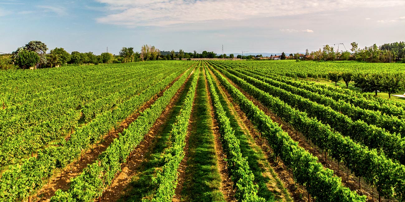 Tenutefosca vigne Sarcedo